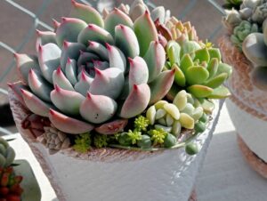 ブラックエボニー