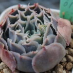 シムランスラグナサンチェス